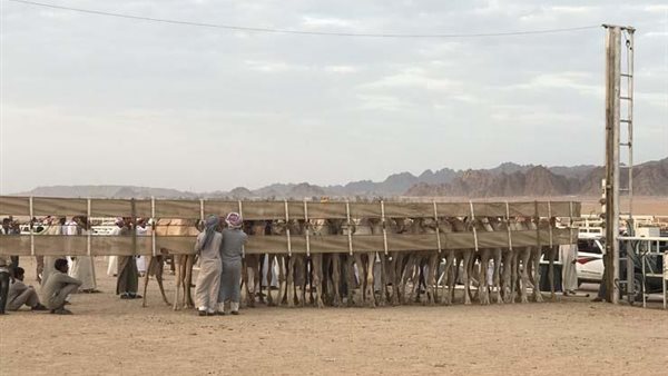 مهرجان شرم الشيخ