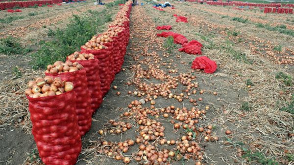 محصول البصل