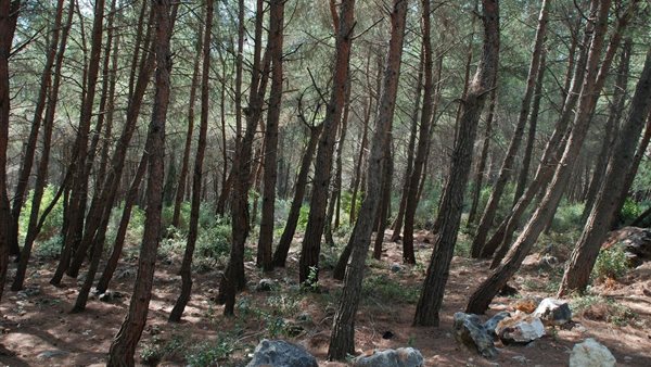 غابات سوريا 