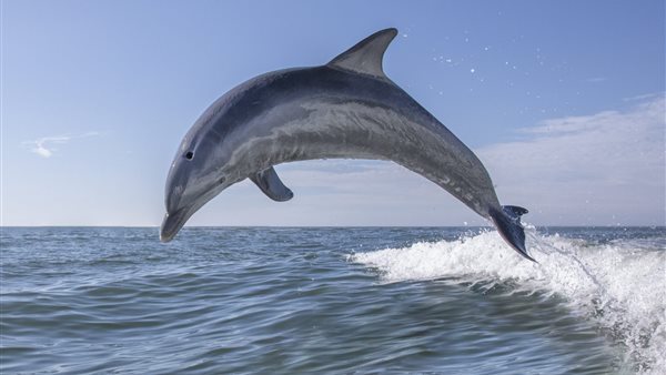 وائل الإبراشي