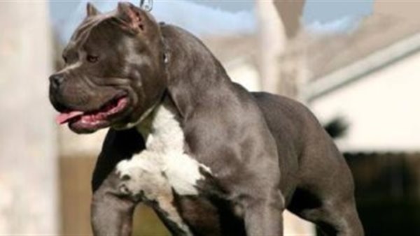  الكلب البيتبول