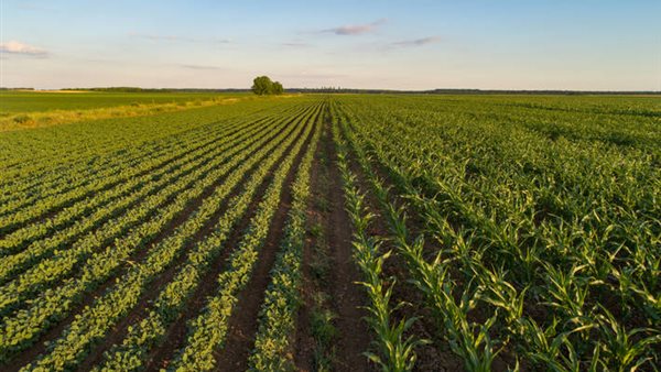 يوم الغذاء العالمي