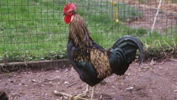 ديك يقتل ضابط شرطة