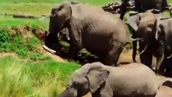 فيل ينقذ طفلته