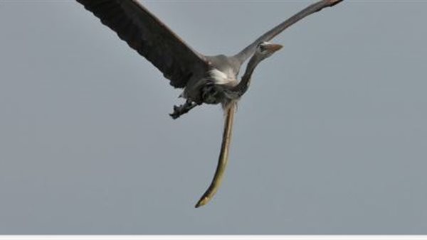 الثعبان يحاول النجاة