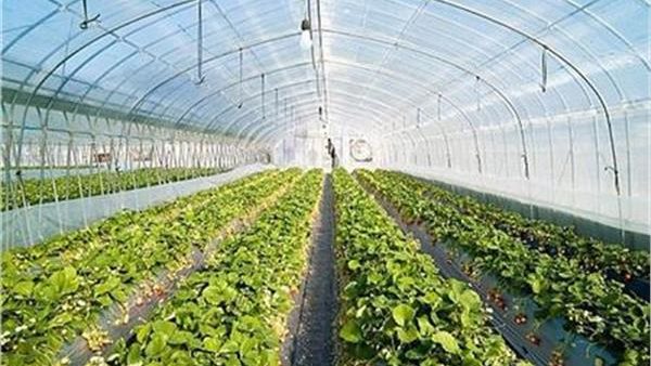 صوب زراعية - أرشيفية