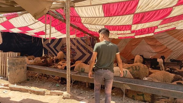 أكبر شوادر بيع الاضاحى