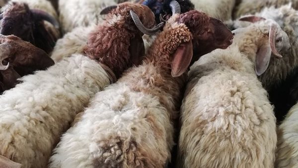 وقت ذبح الاضحية