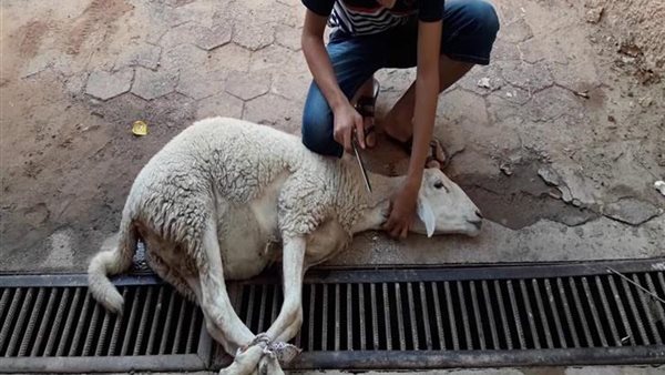 ما يقال عند ذبح الاضحية