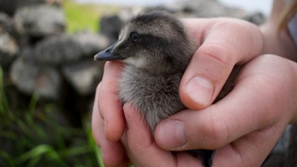 طائر العيدر