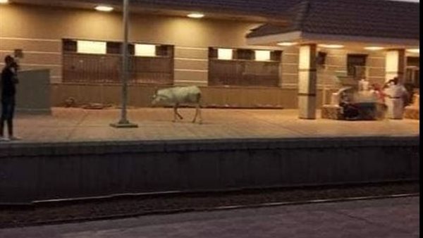 الحمار بمحطة قطار