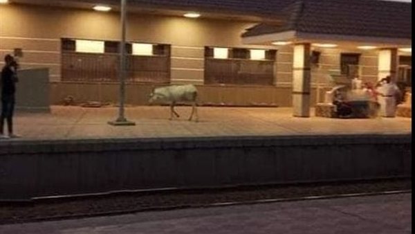 صورة من الحدث 