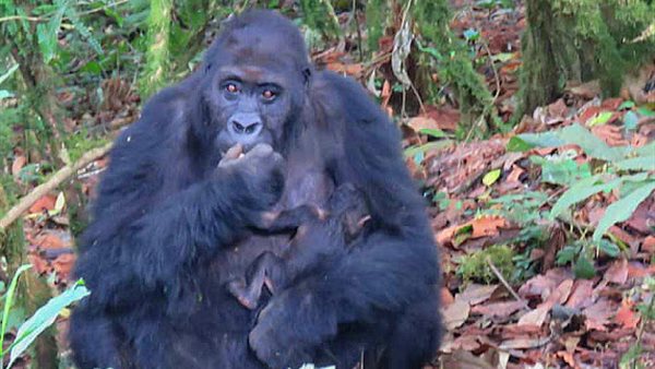 ولادة غوريلا نادرة