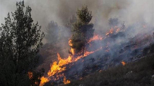 حرائق الغابات فى