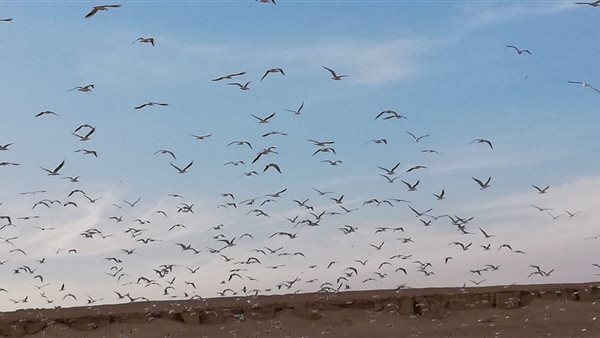 الطيور المهاجرة