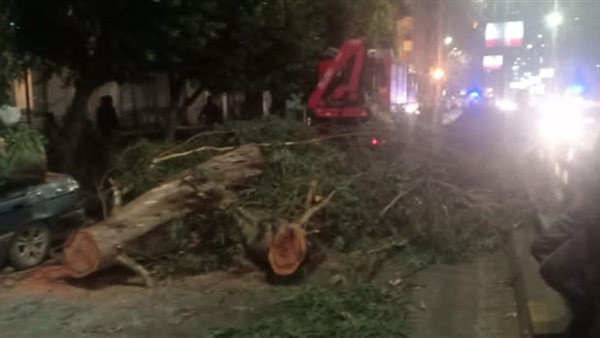 سقوط الشجرة 