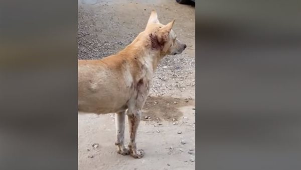 إصابة كلب بخرطوش