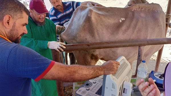 القافلة البيطرية