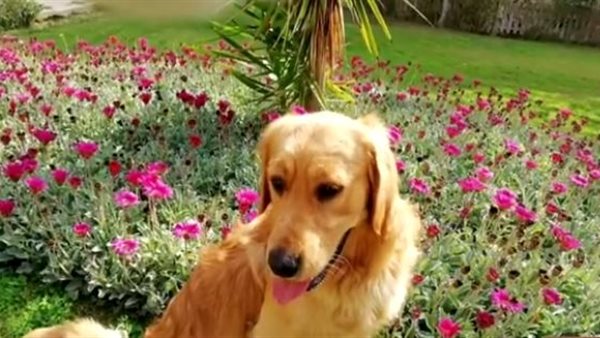 الكلب الجاني 