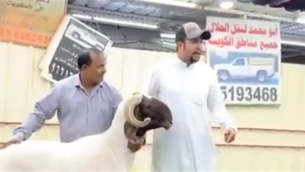 مزاد بيع الخروف