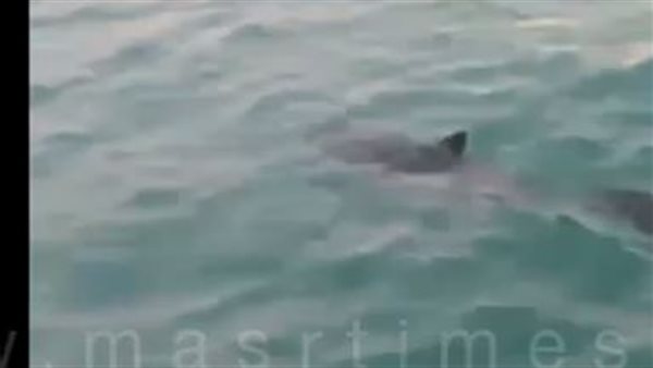 لحظة ظهور القرش 