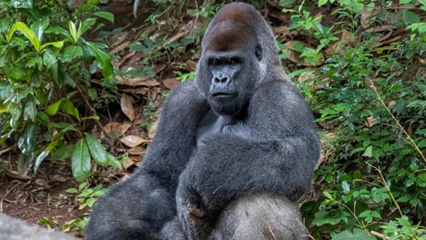 غوريلا بحديقة حيوان