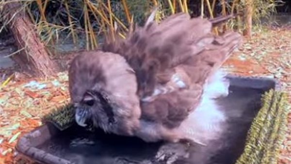 جانب من الفيديو 