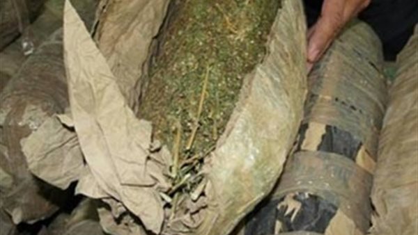 نبات البانجو-صورة