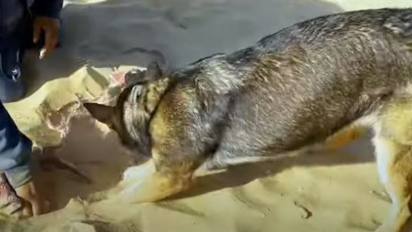 صورة من الحدث