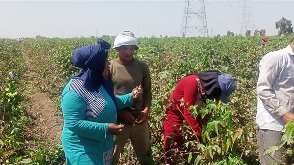 موسم جني القطن