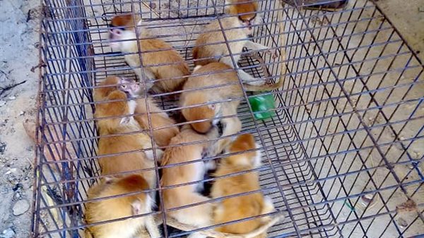 جانب من الحيوانات