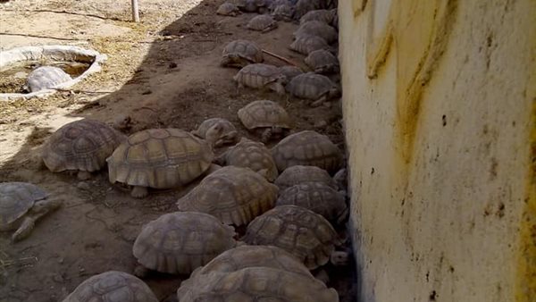 جانب من المضبوطات