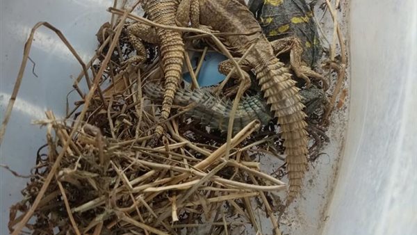 جانب من المضبوطات