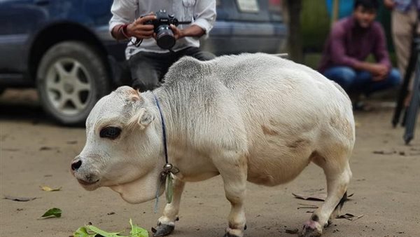 البقرة راني 