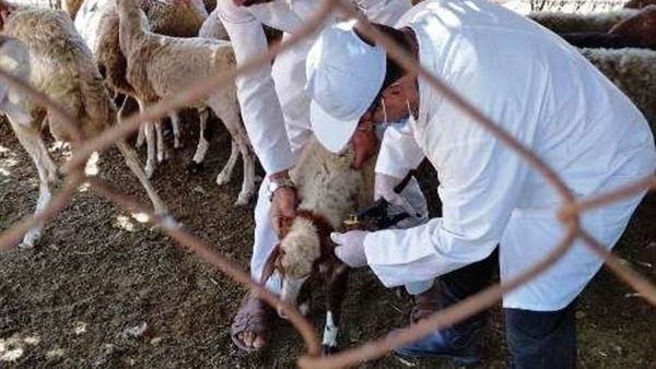 جانب من التطعيم