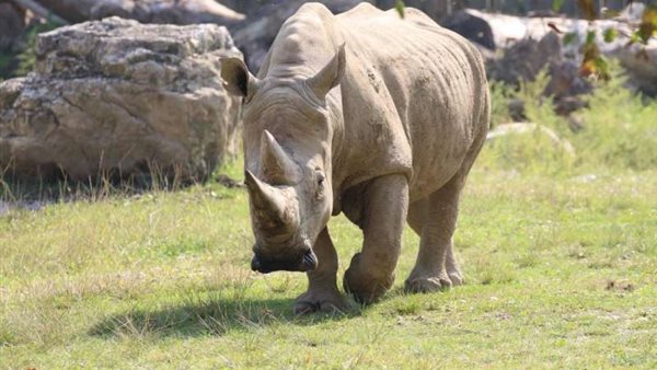 وحيد القرن الابيض