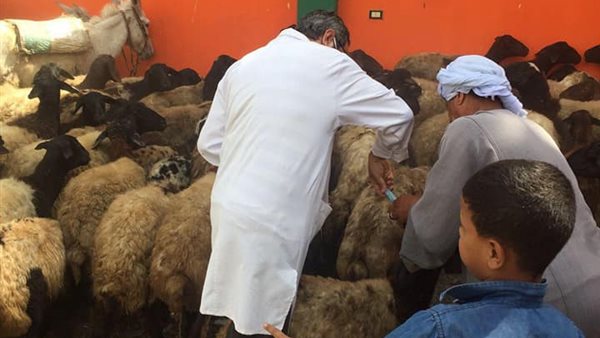 جانب من القوافل