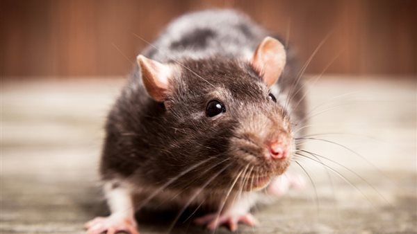 صورة من الفيديو 