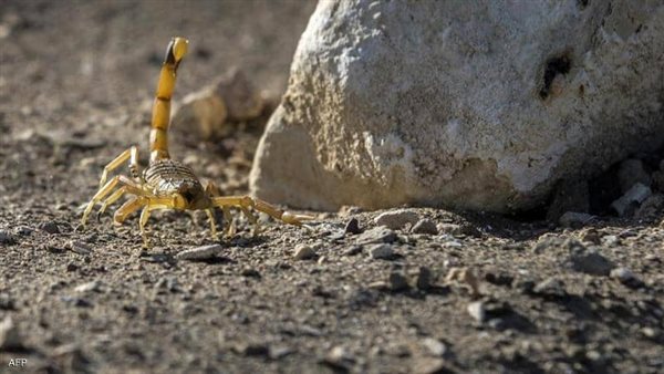 أرشيفية.. عقرب في