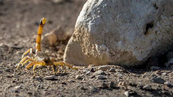 صورة أرشيفية