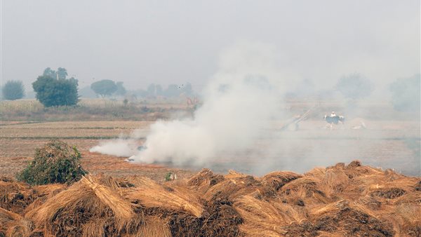 حريق قش الارز