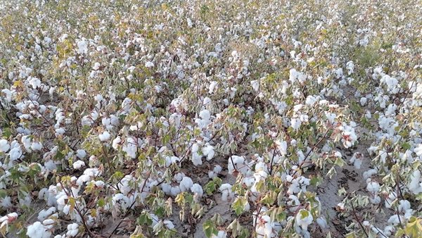 القطن قصير التيلة