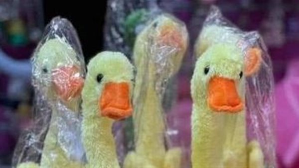 البطة شيماء 