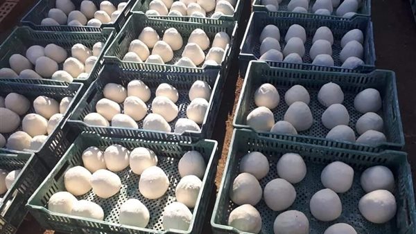 صورة من عملية الضبط