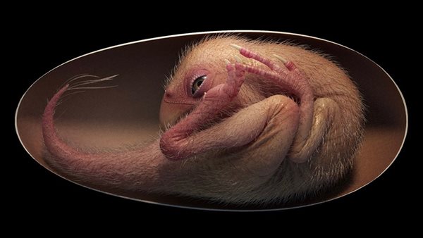 بيضة الديناصور 