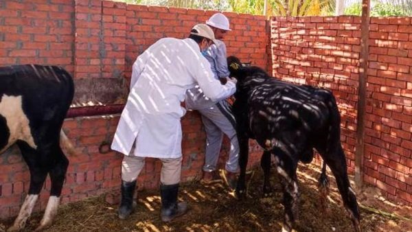 القوافل البيطرية