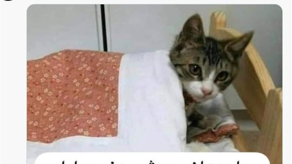 جانب من الكوميكسات