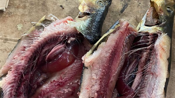 جانب من المضبوطات