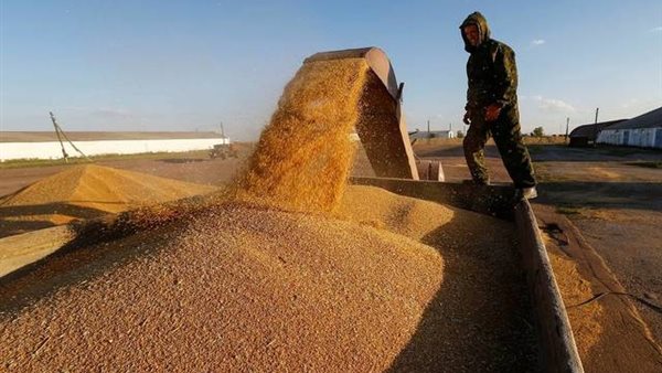 القمح المحلي