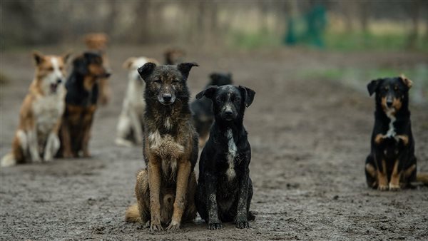 الكلاب الضالة